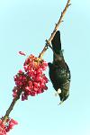 Tui 2